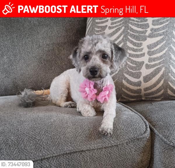 Lost Female Dog last seen Skyland Pines, Spring Hill, FL 34608