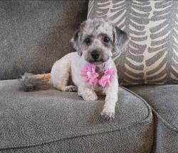 Lost Female Dog last seen Skyland Pines, Spring Hill, FL 34608