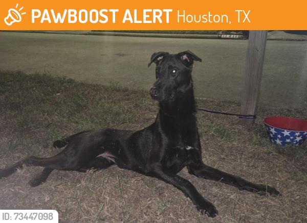 Found/Stray Male Dog last seen Antoine & Suttonford 77066, Northcliffe Manor, TX 77066