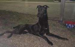Found/Stray Male Dog last seen Antoine & Suttonford 77066, Northcliffe Manor, TX 77066
