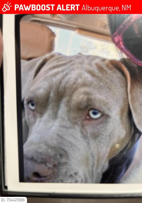 Lost Male Dog last seen Menaul and Indian school, Albuquerque, NM 87107