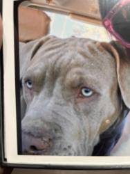 Lost Male Dog last seen Menaul and Indian school, Albuquerque, NM 87107
