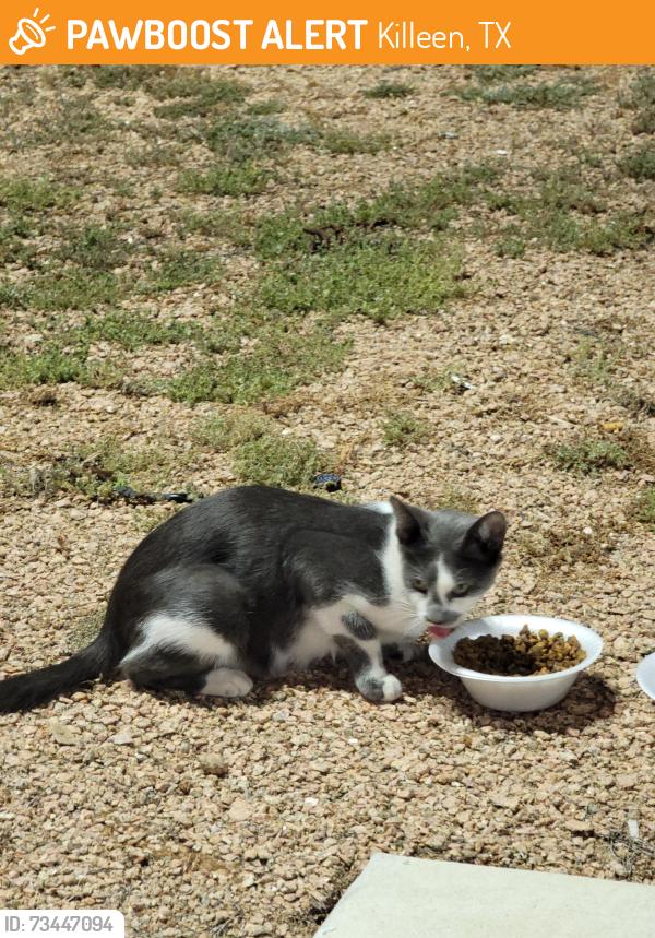 Found/Stray Unknown Cat last seen Near E Stagecoach Rd, Killeen, TX 76542, Killeen, TX 76542