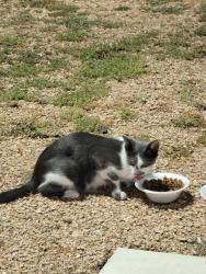 Found/Stray Unknown Cat last seen Near E Stagecoach Rd, Killeen, TX 76542, Killeen, TX 76542