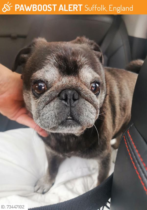 Found/Stray Male Dog last seen Fulham Way the river path red loin pub area, Suffolk, England 