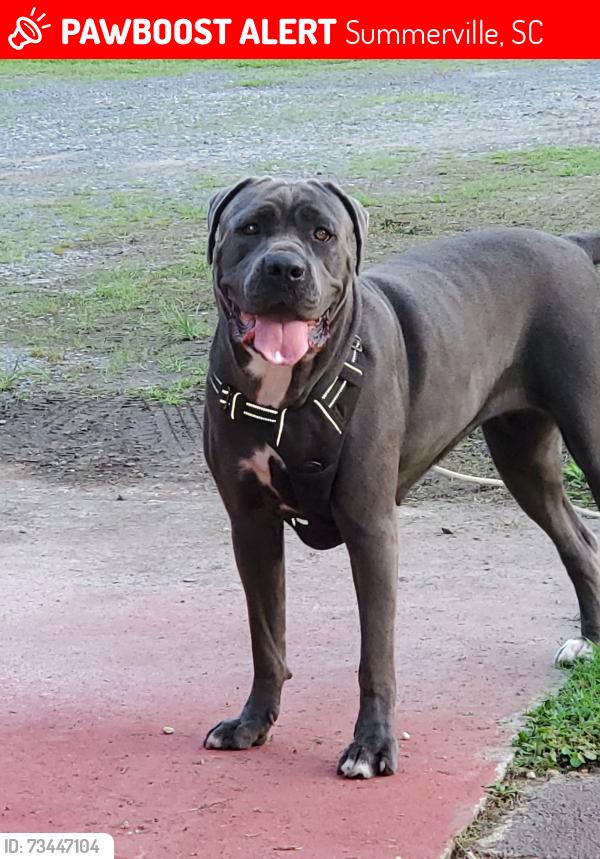 Lost Female Dog last seen Add business hours 101 Winter Dr, Summerville, SC 29483, Summerville, SC 29483