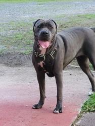 Lost Female Dog last seen Add business hours 101 Winter Dr, Summerville, SC 29483, Summerville, SC 29483