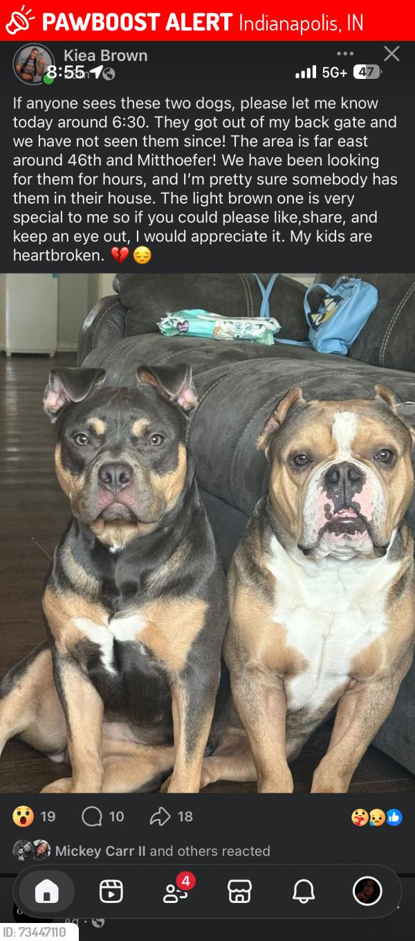 Lost Male Dog last seen 42nd and German Church, Indianapolis, IN 46235
