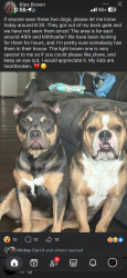 Lost Male Dog last seen 42nd and German Church, Indianapolis, IN 46235