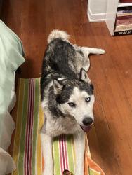 Found/Stray Male Dog last seen Windward and Speedway, Los Angeles, CA 90291