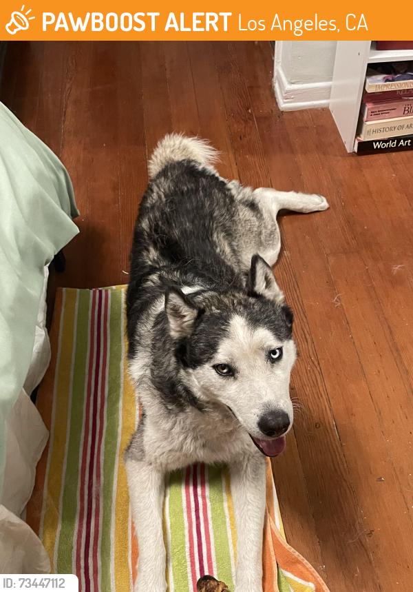 Found/Stray Male Dog last seen Windward and Speedway, Los Angeles, CA 90291