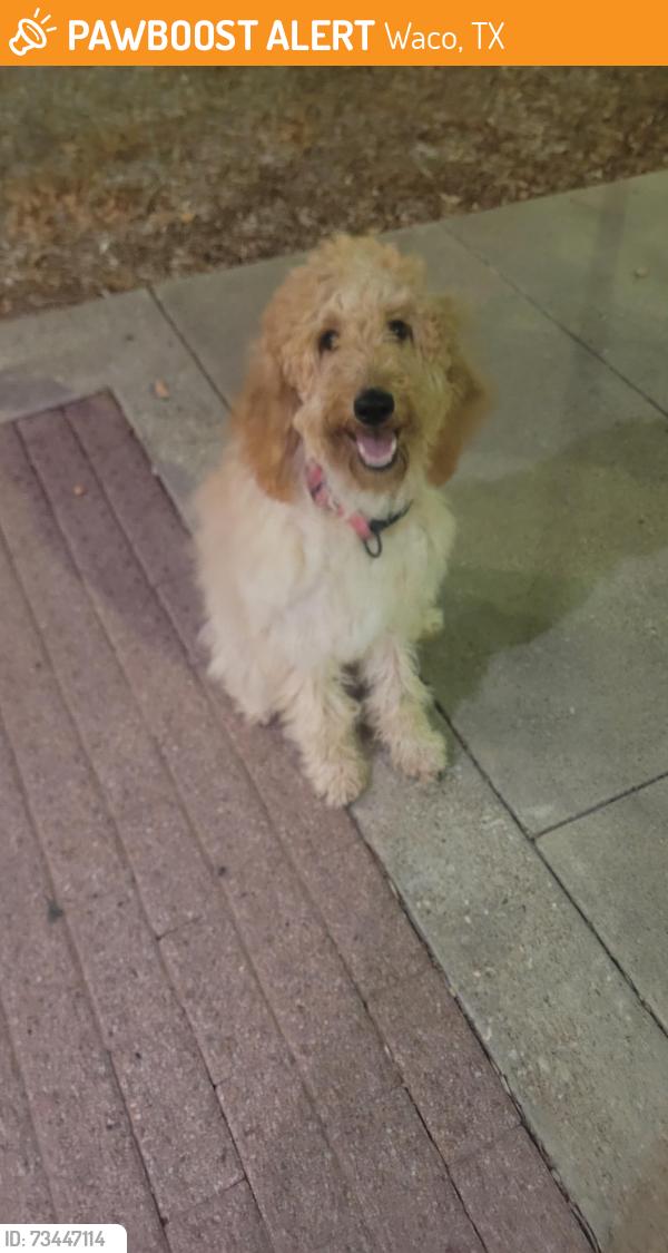 Found/Stray Female Dog last seen Airport, Waco, TX 76708