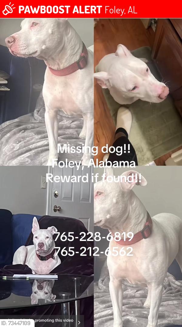 Lost Male Dog last seen Juniper and Eastgate Circle, Foley, AL 36535