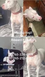 Lost Male Dog last seen Juniper and Eastgate Circle, Foley, AL 36535