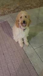 Found/Stray Female Dog last seen Airport, Waco, TX 76708