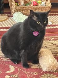 Lost Female Cat last seen Near West Foundry Street, Woodstock, VA 22664