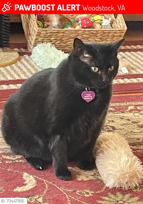 Lost Female Cat last seen Near West Foundry Street, Woodstock, VA 22664