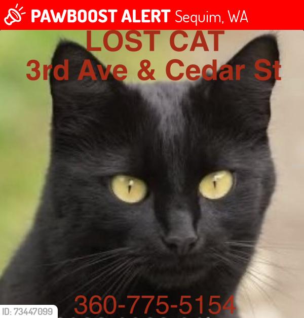 Lost Male Cat last seen 3rd and West Cedar st, Sequim, WA, Sequim, WA 98382
