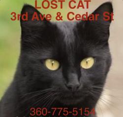 Lost Male Cat last seen 3rd and West Cedar st, Sequim, WA, Sequim, WA 98382