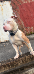 Lost Male Dog last seen Rose st Reading pa, Reading, PA 19601