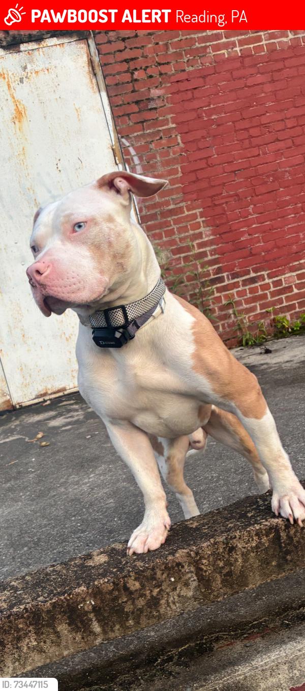 Lost Male Dog last seen Rose st Reading pa, Reading, PA 19601