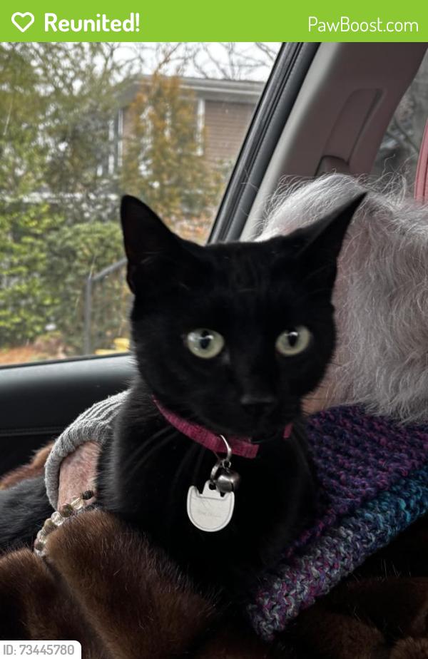 Reunited Female Cat last seen Kiosco, Greensboro, NC 27403