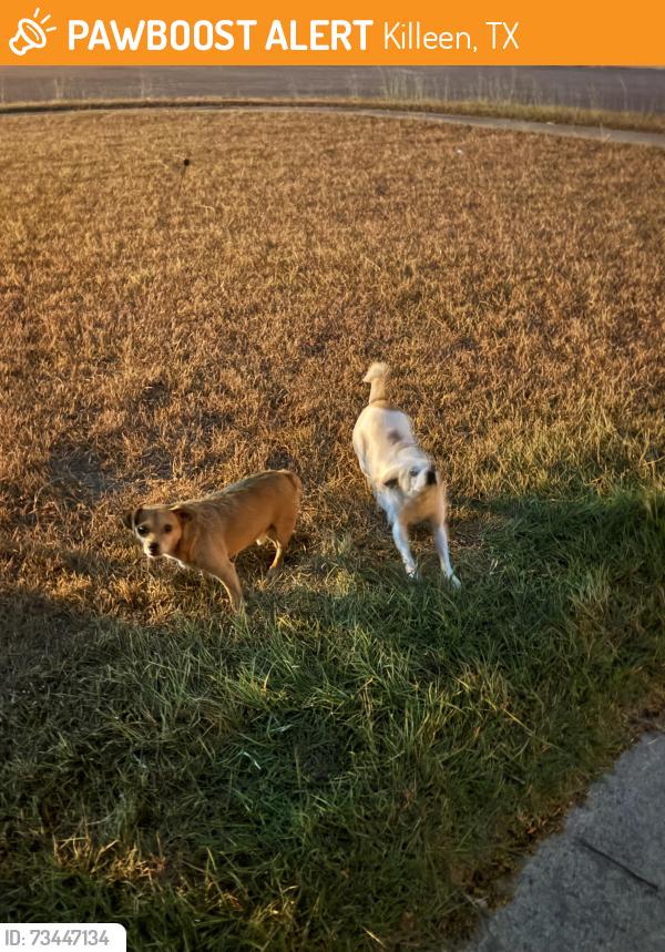Found/Stray Unknown Dog last seen Watercrest and Windsor Cir, Killeen, TX 76549