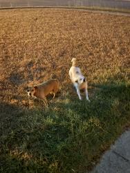 Found/Stray Unknown Dog last seen Watercrest and Windsor Cir, Killeen, TX 76549