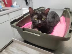 Found/Stray Male Cat last seen Dale Blvd, Dale City, VA 22193