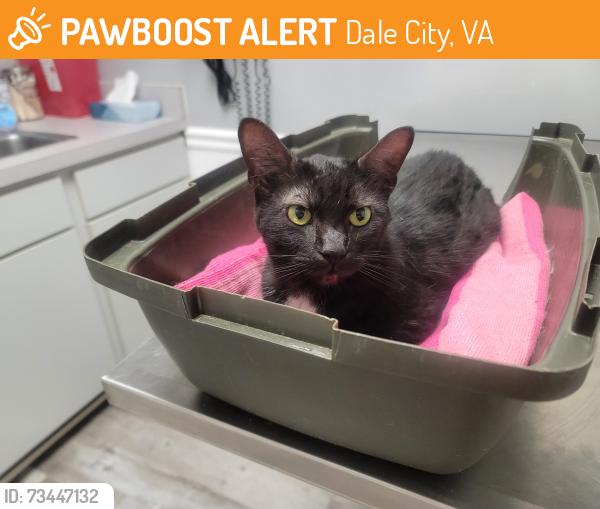 Found/Stray Male Cat last seen Dale Blvd, Dale City, VA 22193