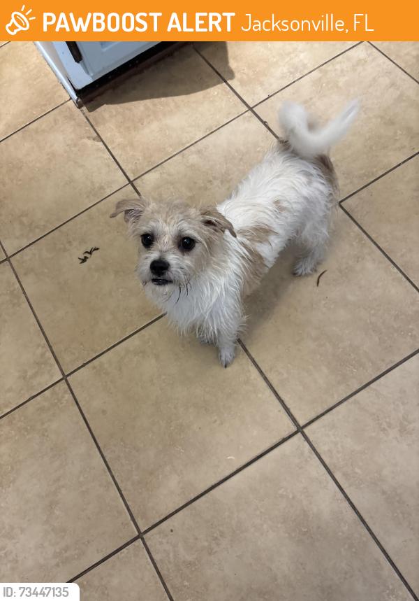 Found/Stray Female Dog last seen Resurrection Catholic School, Jacksonville, FL 32277
