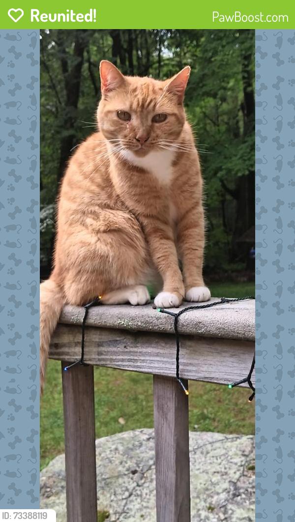 Reunited Female Cat last seen Hebron veterinary, Hebron, CT 06248
