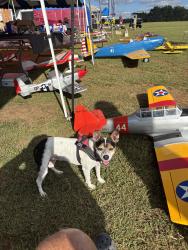 Reunited Female Dog last seen Citrus Springs blvd, Citrus Springs, FL 34434