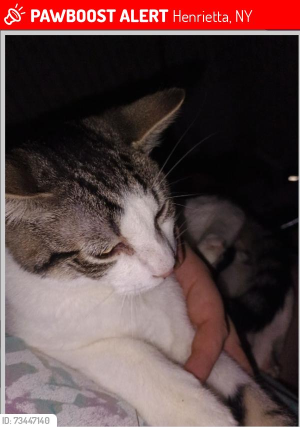 Lost Male Cat last seen Buell road chili, Henrietta, NY 14467
