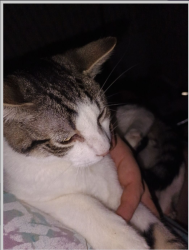 Lost Male Cat last seen Buell road chili, Henrietta, NY 14467