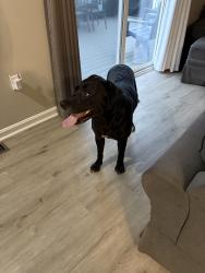 Found/Stray Male Dog last seen Millcreek rd, Manchester Township, PA 17404