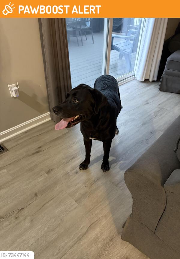 Found/Stray Male Dog last seen Millcreek rd, Manchester Township, PA 17404