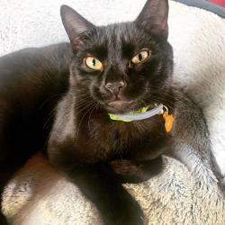 Reunited Male Cat last seen Near Turpin Hills Dr, Cincinnati, OH 45244
