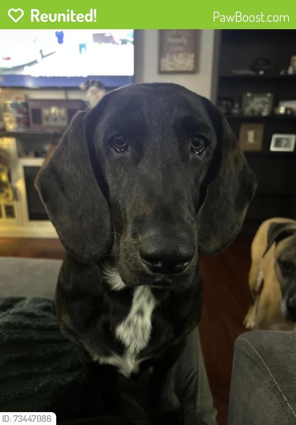 Reunited Male Dog last seen Wedde road, Barnhart, MO 63012