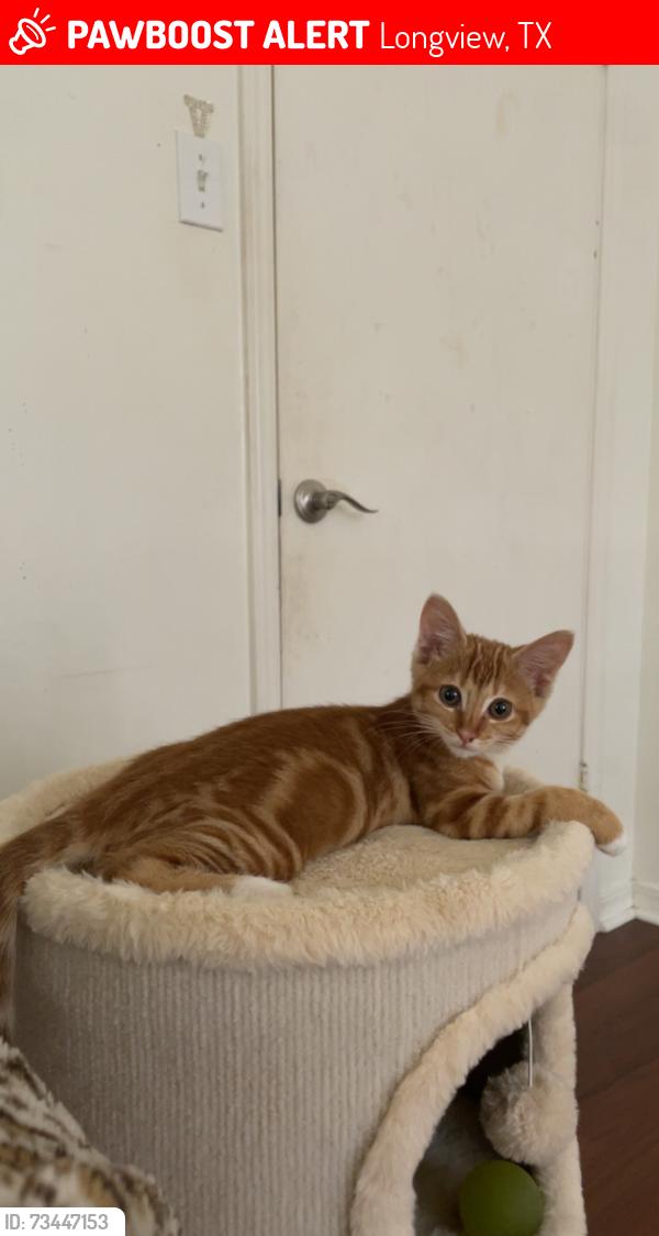 Lost Female Cat last seen Kingsburt St, Longview, TX 75604