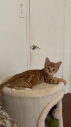 Lost Female Cat last seen Kingsburt St, Longview, TX 75604