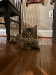 Reunited Unknown Cat last seen Near timber branch drive, Alexandria, VA 22302