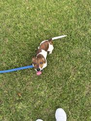 Reunited Female Dog last seen Avenue H and 11th St, South Houston, TX 77587