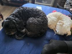 Lost Male Dog last seen North gate market, West Covina, CA 91790