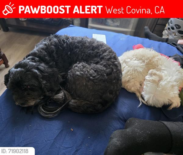 Lost Male Dog last seen North gate market, West Covina, CA 91790