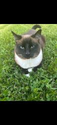 Lost Female Cat last seen Flagstone subdivision/ Hunter Village Dr., Ooltewah, TN 37363