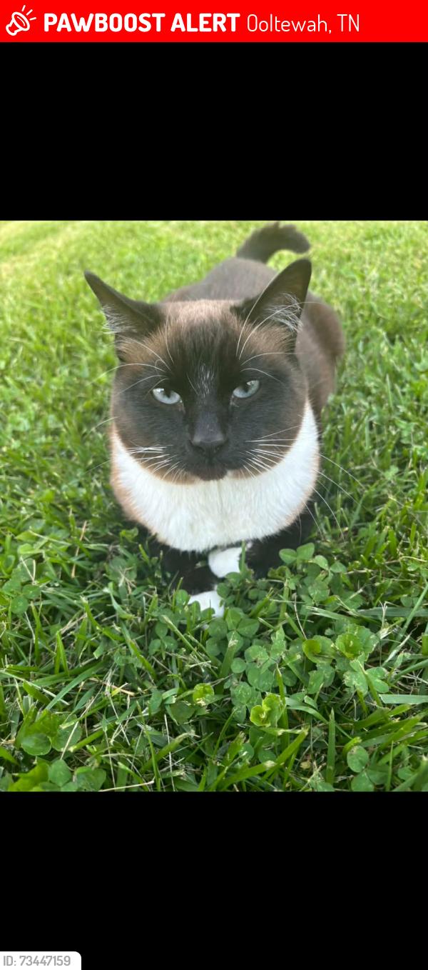 Lost Female Cat last seen Flagstone subdivision/ Hunter Village Dr., Ooltewah, TN 37363