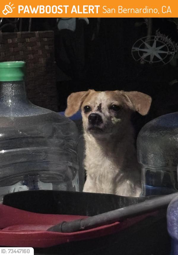 Found/Stray Male Dog last seen Morgan St and w Windsor st infront of the culdesac, San Bernardino, CA 92407