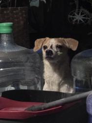 Found/Stray Male Dog last seen Morgan St and w Windsor st infront of the culdesac, San Bernardino, CA 92407