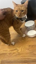 Reunited Unknown Cat last seen Cumming highway near chipotle, Sugar Hill, GA 30518